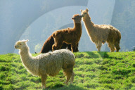 Lama  auf einer Weide