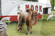 Zirkustiere  Circus Nock, Schweiz