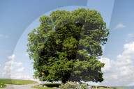 Lindenbaum bei Linn AG