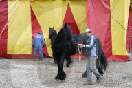 Pferde   Circus Nock