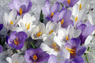 Frühlings-Krokus. Bergfrühling auf der Grossen Scheidegg.