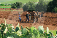 Landwirtschaft , Landwirt mit Pferd und Dromedar beim Ackerbau .Marrakesch ,Maeokko