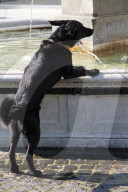 Hundewetter