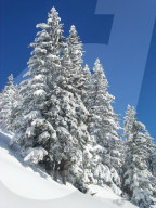 Winterlandschaft , Tannen voll Schnee