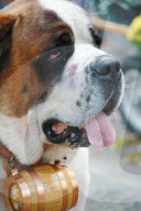 Bernhardinerhund , Winzerfest Doettingen