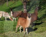 Landwirtschaft, Lama 