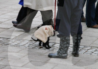 Hund beim koten  