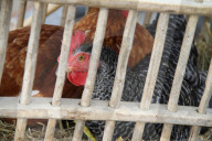 Huhn im Käfig