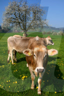 LandwirtschaftRinder auf einer Weide, bluehender Apfelbaum