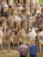 Landwirtschaft  Viehpraemierung Hasliberg Kanton Bern