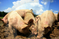Landwirtschaft Schweine im Dreck