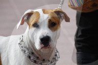 American Staffordshire Terrier