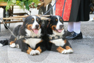 Folklore Schweiz Berner Sennenhund 