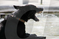 Hundewetter