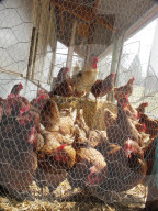 Geflügel hinter Gitter, Hühner, Massnahme gegen die Vogelgrippe, 2006