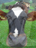 Landwirtschaft  Kuhportrait