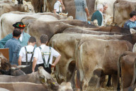 Viehschau  Appenzell