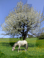 Pferd auf einer Weide, 2006