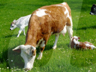 Hinterwälder Kuh mit Kälbchen, 2006