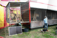 Loewenkaegfig  Circus Nock, Schweiz