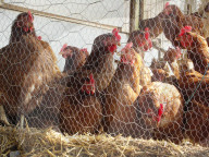Geflügel hinter Gitter, Hühner, Massnahme gegen die Vogelgrippe, 2006