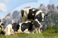 Kuehe auf einer Weide  Dololmiten