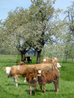 Kühe auf einer Weide, Frühling, Redholstein, 2006