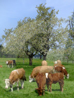 Kühe auf einer Weide, Frühling, Redholstein, 2006