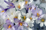 Frühlings-Krokus. Bergfrühling auf der Grossen Scheidegg.