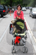 Hunde im Kinderwagen