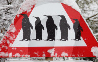 Hinweis  Schild  Königspinguine  Zoo Zürich 