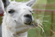 Lama , Circus Nock, Schweiz