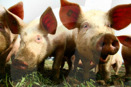 Landwirtschaft Schweine im Dreck