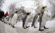 Pinguinparade Zoo Zürich 