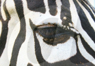 Auge einens Zebras