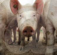 Landwirtschaft Schweine