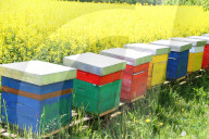 Bienenstocke, Rapsfeld
