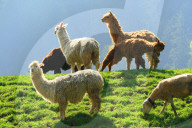 Lama und Schafe