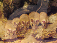 Degus
