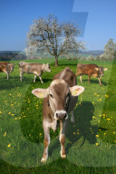LandwirtschaftRinder auf einer Weide, bluehender Apfelbaum