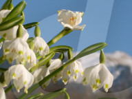 Fruehling  Schneegloegglein