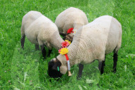 Folklore Schweiz  Schafherde