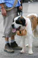 Folklore Schweiz Bernhardiner  Hund