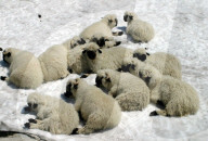Landwirtschaft, Tierhaltung, Schwarznasenschafe im Schnee (Grimselpass)