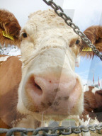 Viehschau in Affoltern im Emmental SUI    Kuehe angebunden an Kette
