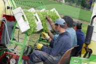 Gartenbau ,Pflanzmaschine fuer Salatsetzlinge.