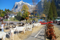Ziegenausstellung