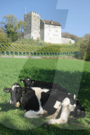 Kühe vor Schloss Habsburg, 2004
