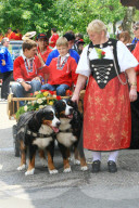 Folklore Schweiz Berner Sennenhund 