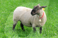Folklore Schweiz  Schaf